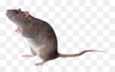 Free - Rat Transparent Emoji,Mice Emoji