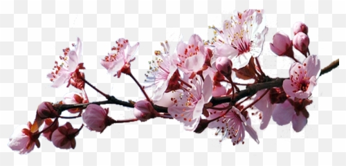 Sakura Png Emoji,Sakura Blossom Emoji