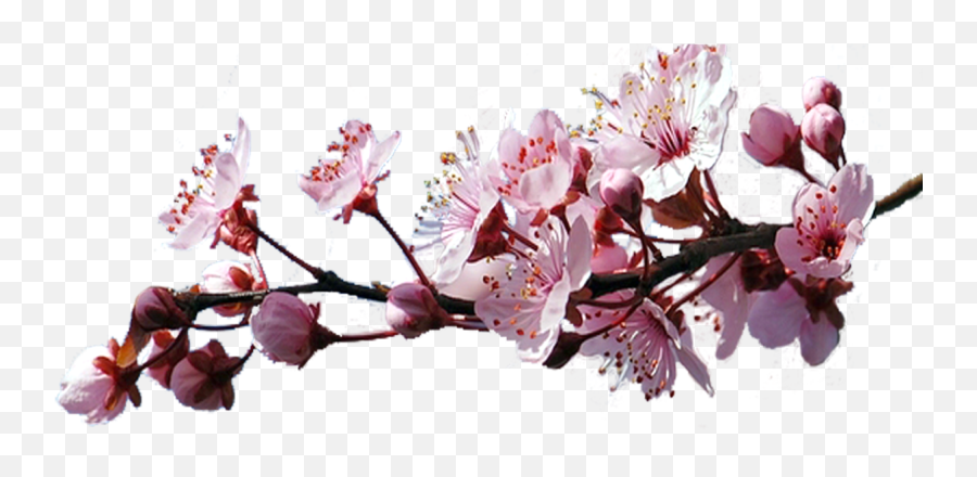 Sakura Png Emoji,Sakura Blossom Emoji