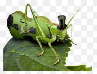 The Newest Cricket - Noise Does A Cricket Make Emoji,Crickets Emoji
