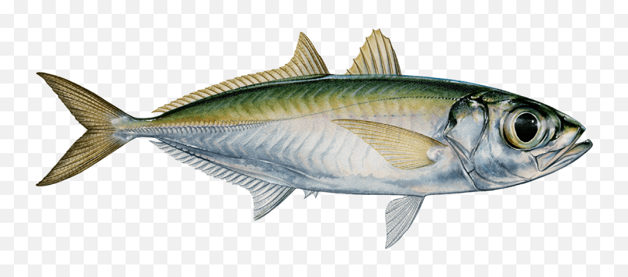 Scad Fish Full Size Png Download Seekpng - Fish Products Emoji,Fish Emoji
