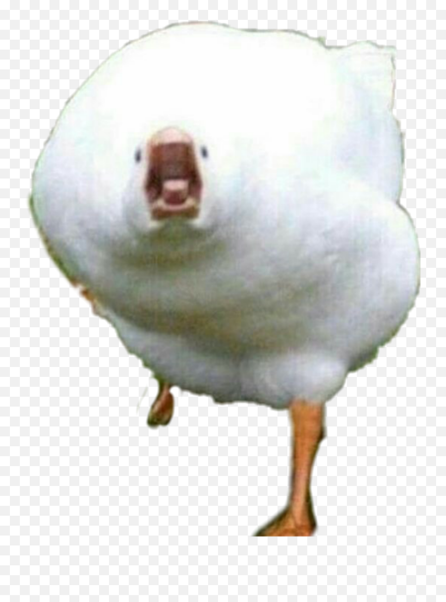 Goose Memes Meme Animals Sticker - Goose Memes Emoji,Goose Emoji