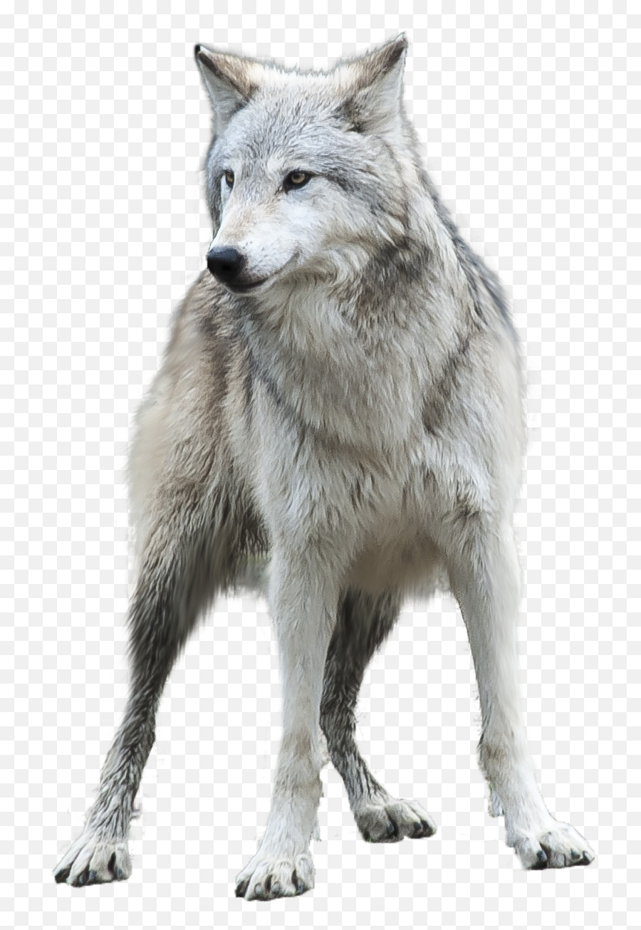 Largest Collection Of Free - Toedit Wolf Head Stickers Transparent Wolf Emoji,Wolf Face Emoji