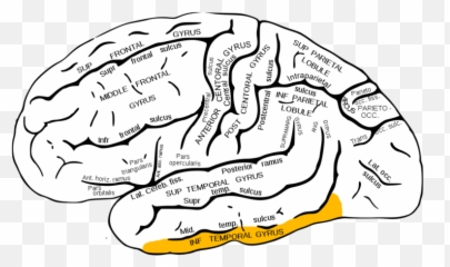 How Emoticons - Superior Temporal Sulcus Emoji
