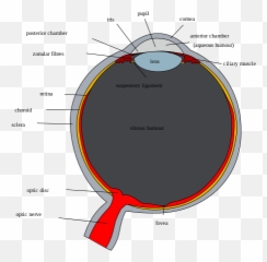 Schematic Diagram Of The Human Eye - Annotated Emoji