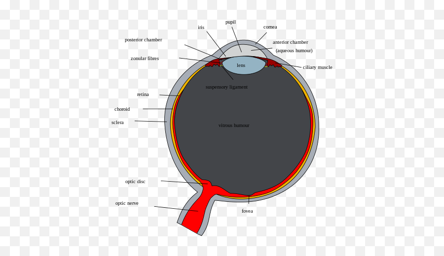 Schematic Diagram Of The Human Eye - Annotated Diagram Of The Human Eye Emoji,Verified Emoji Download