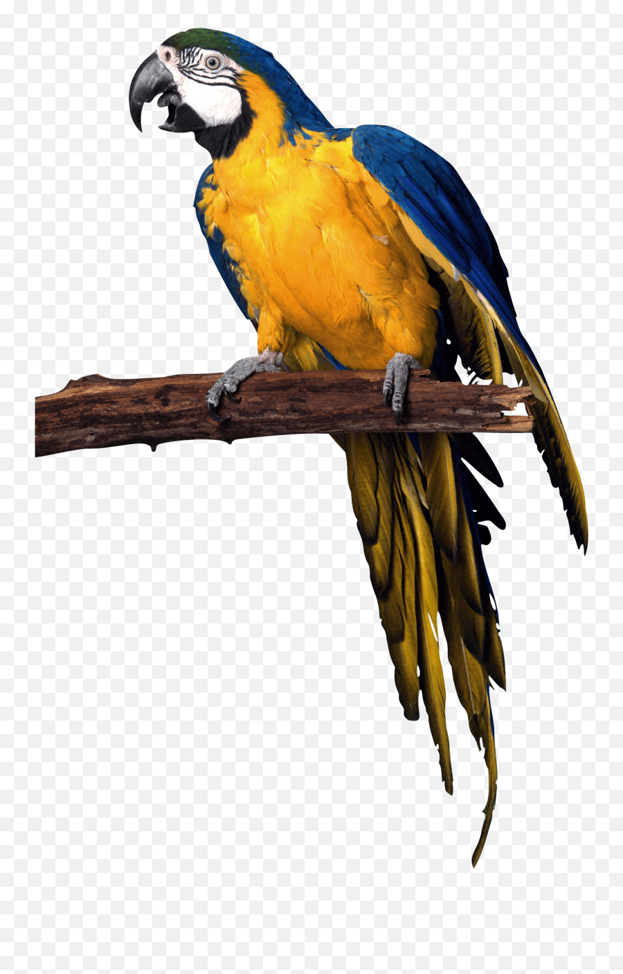 Parrot Png Images Download Hq Png Image - Parrot Png No Background Emoji,Parrot Emoji Iphone