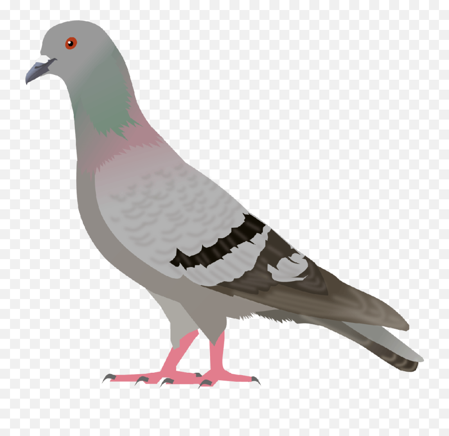 Download Pigeon Png Image Hq Png Image - Pigeon Clipart Emoji,Pigeon Emoji
