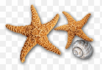 Coastal Aesthetics - Starfish Emoji,Botox Emoji
