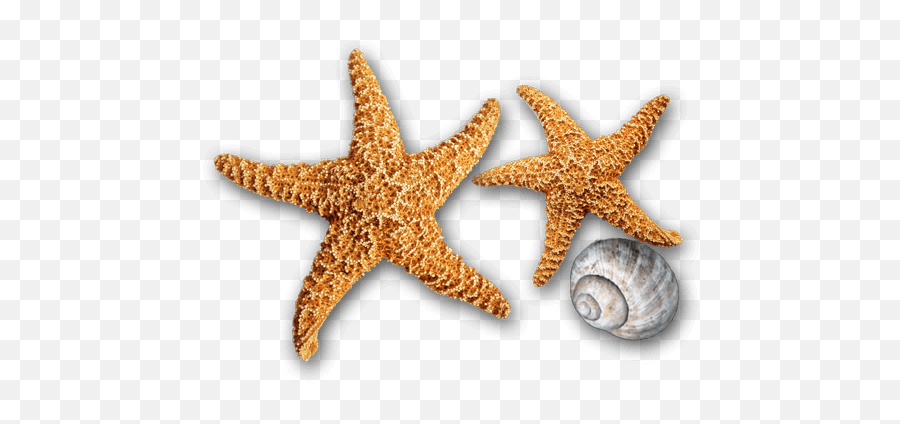 Coastal Aesthetics - Starfish Emoji,Botox Emoji
