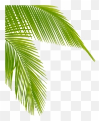 Download Transparent Palm Tree Leaves Png Clipart Leaf - Aesthetic Palm Tree Transparent Emoji,Leaf Emoji Transparent