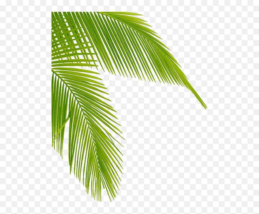 Download Transparent Palm Tree Leaves Png Clipart Leaf - Aesthetic Palm Tree Transparent Emoji,Leaf Emoji Transparent