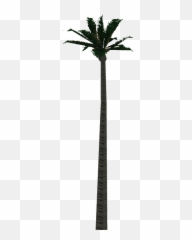 Download Wax Palm Tree - Desert Full Size PNG Image Fresh Emoji
