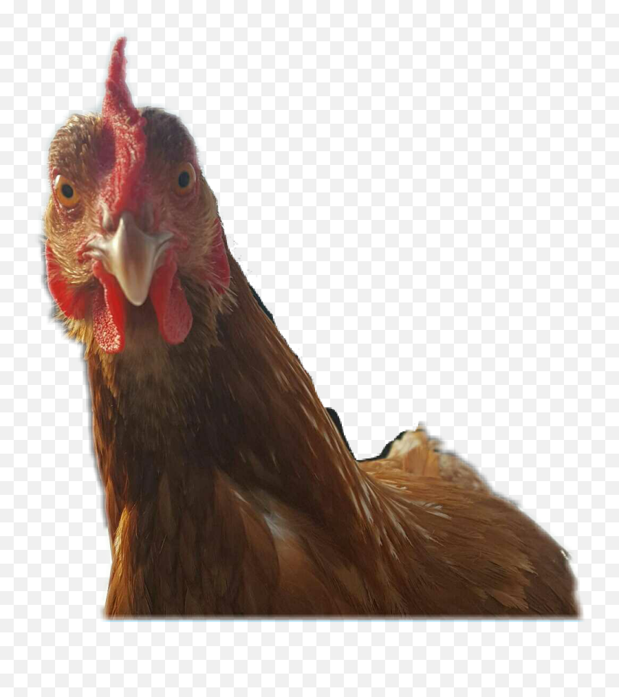 To - Rhode Island Red Emoji,Hen Emoji