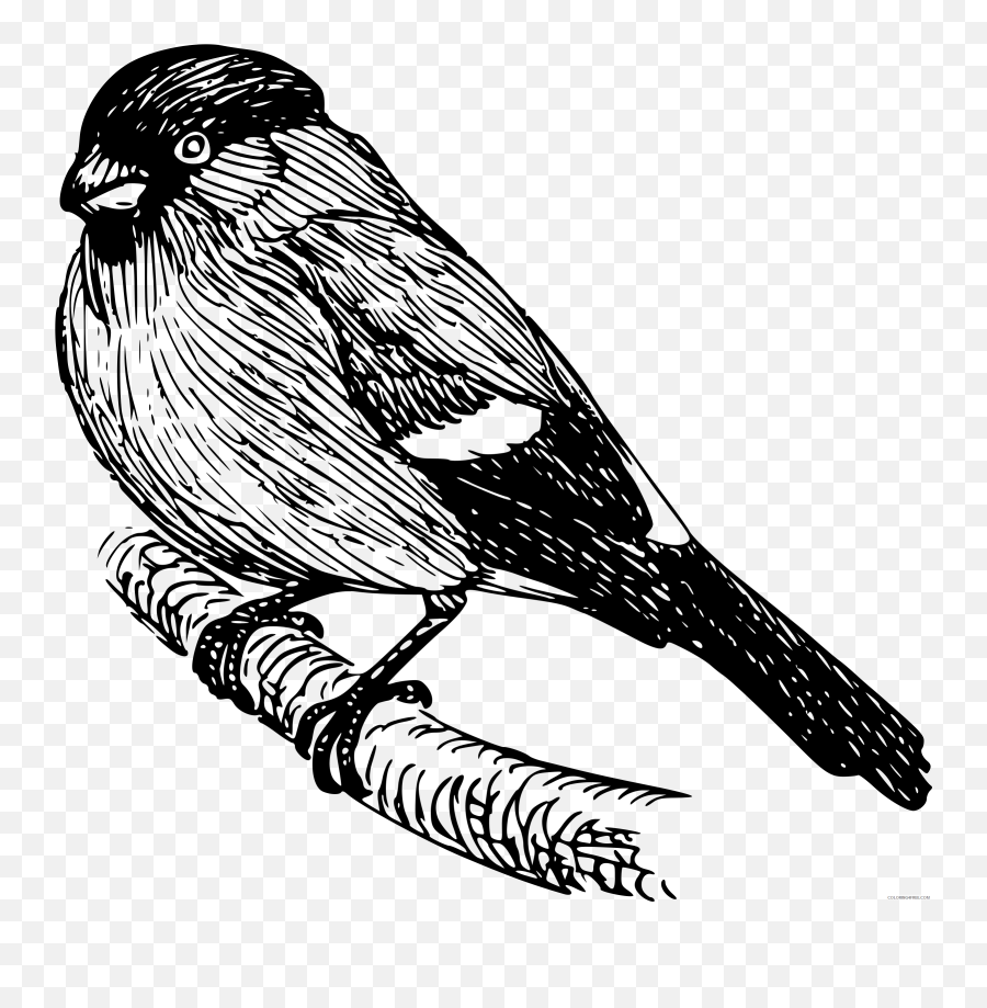 Bird Coloring Pages Bullfinch Png Printable Coloring4free - Finches Png Drawing Emoji,Puffin Emoji