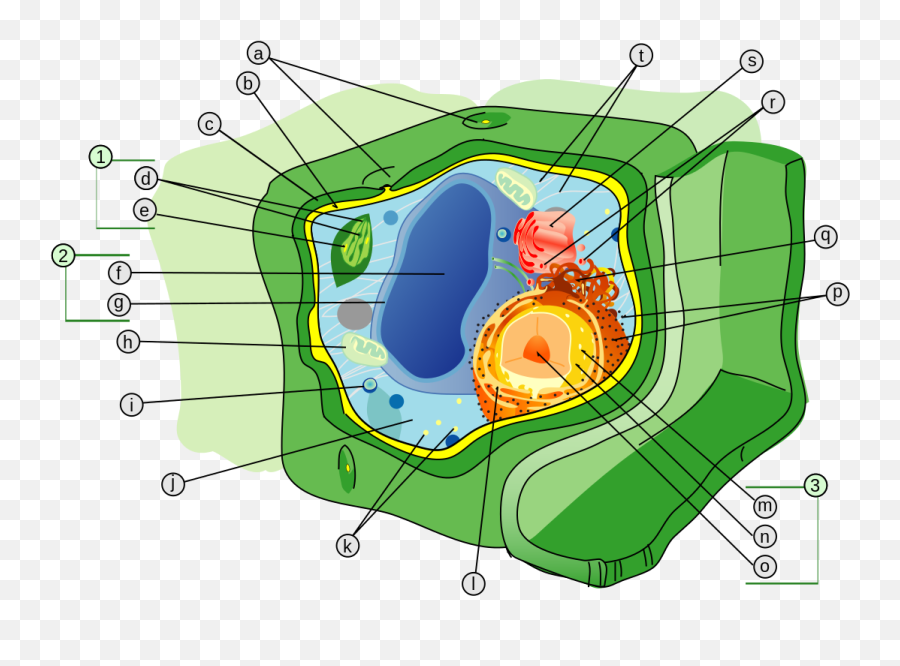 Plant Cell Structure Svg Labels - Plant Cell Diagram Emoji,Thong Emoji