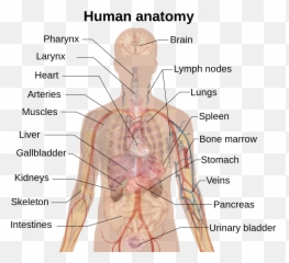 Internal Organs - Inside Body Part Name Emoji