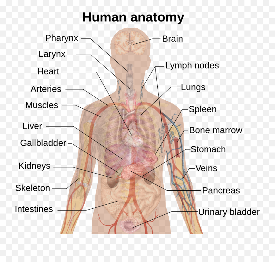 Internal Organs - Inside Body Part Name Emoji,Sleeping Emoji Copy And Paste