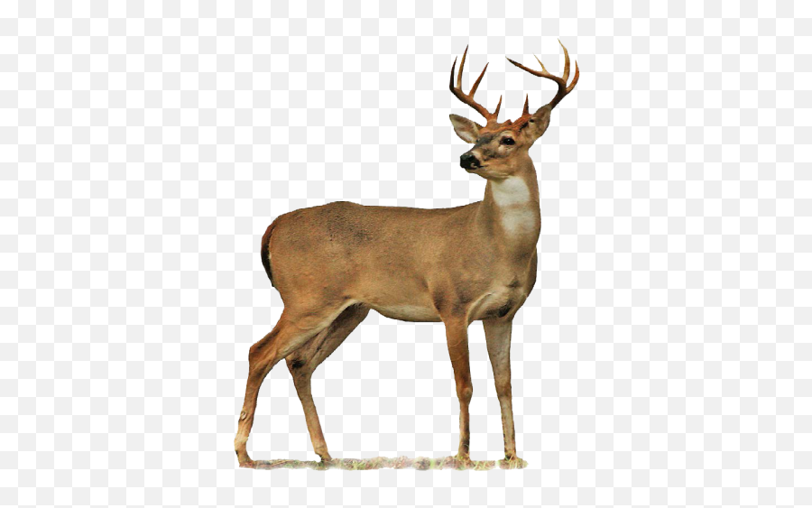 Buck Png And Vectors For Free Download - Deer Png Emoji,Buck Deer Emoji