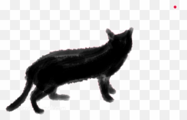Top Funny Cats Video Stickers For - Black Gif Transparent Emoji