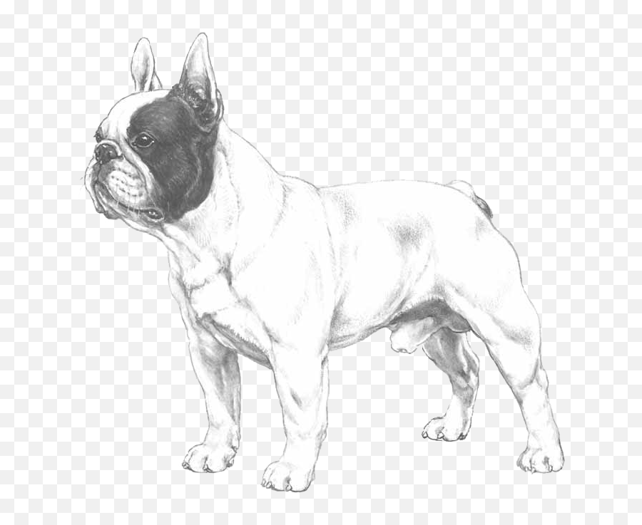 French Bulldog - French Bulldog Illustrated Breed Standard Emoji,Bulldog Emoji