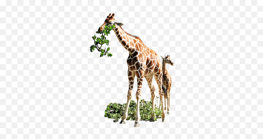 Animal Clip Art - White Background Giraffe Eating Tree Emoji,Giraffe Emoticons