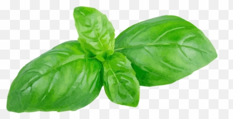 Kale Vector Svg Transparent Png - Transparent Basil Leaves Png Emoji,Basil Emoji