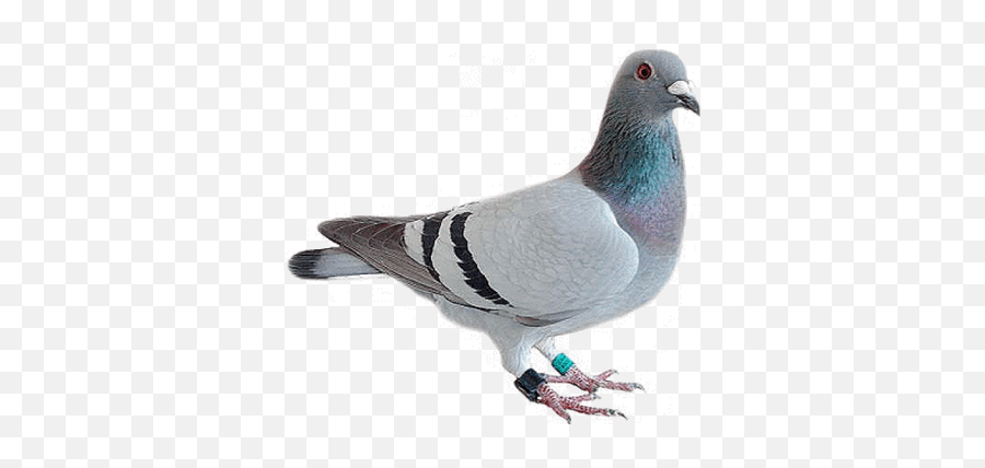 Download Pigeon Looking - Je Vote Macron Starter Pack Emoji,Pigeon Emoji