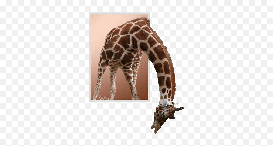 Top Giraffe Stickers For Android Ios - Giraffidae Emoji,Giraffe Emoticons