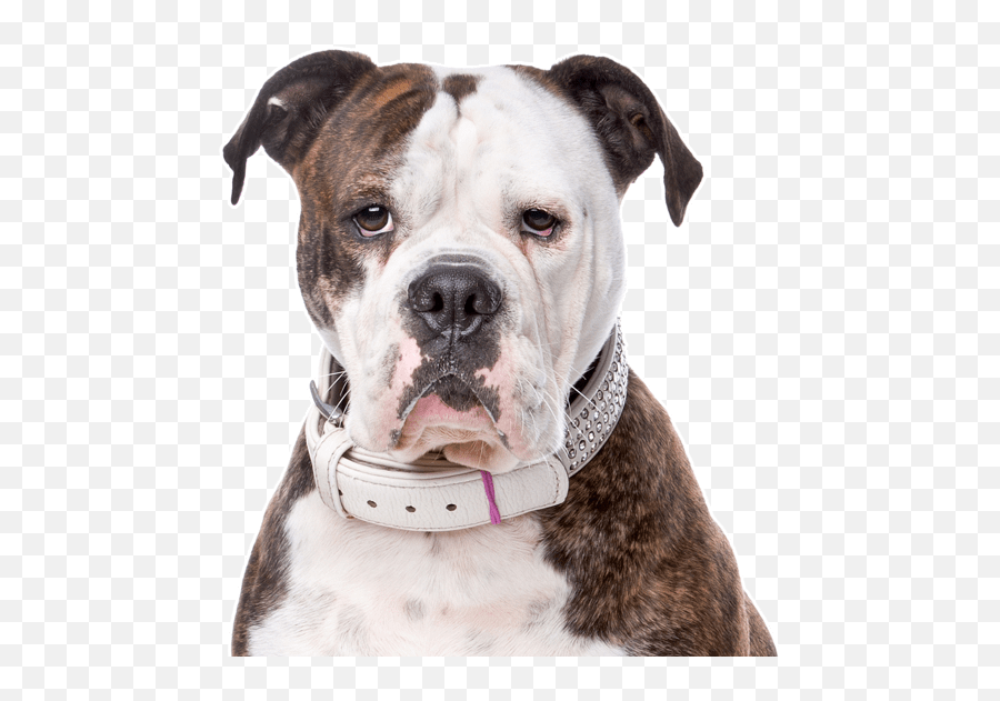 Boxer Puppy Clipart On Transparent - American Bulldog Emoji,Boxer Dog Emoji