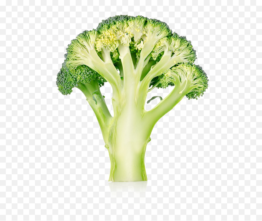 Broccoli Png Image Free Broccoli Pictures Download - Transparent Background Broccoli Png Emoji,Broccoli Emoji