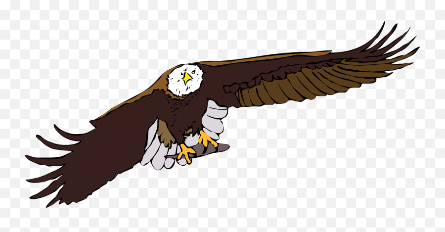 Eagle Bald Bird Aquila Raptor - Aquila Cartoon Emoji,Virgin Islands Flag Emoji