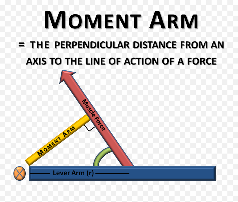 Biceps Drawing Arm Angle Transparent - Moment Arm Biomechanics Emoji,Emoji Bike And Arm