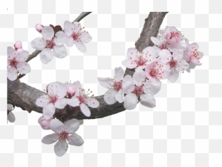 cherry blossom Sticker by stupid girl - Cherry Blossoms Emoji