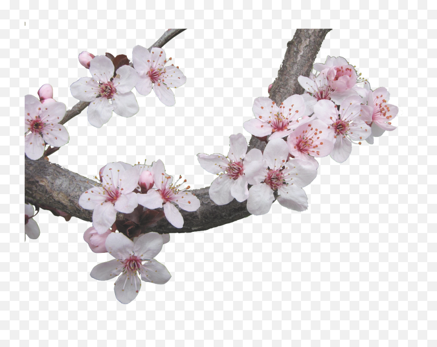 Cherry Blossom Sticker By Stupid Girl - Cherry Blossoms Emoji,Cherry Blossom Emoji