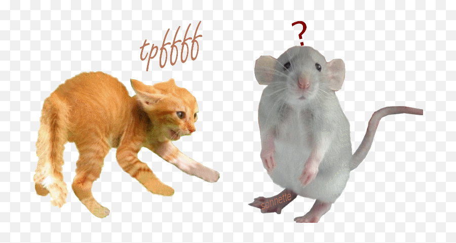 Top Oh Shit Stickers For Android Ios - Chat Et Rat Gif Emoji,Oh Shit Emoji