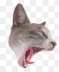 Liza - Cat Yawns Emoji