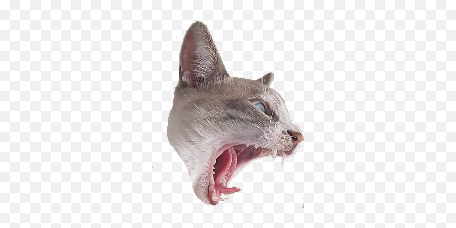 Liza - Cat Yawns Emoji,Fang Emoji