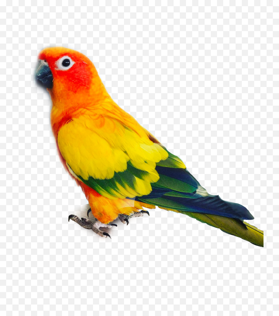 Rest In Peace You Icon Bird Tags - Lovebird Emoji,Rest In Peace Emoji