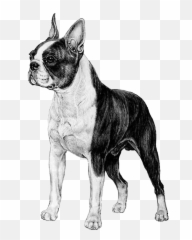 Boston Terrier - Boston Terrier Clear Background Emoji,French Bulldog Emoji