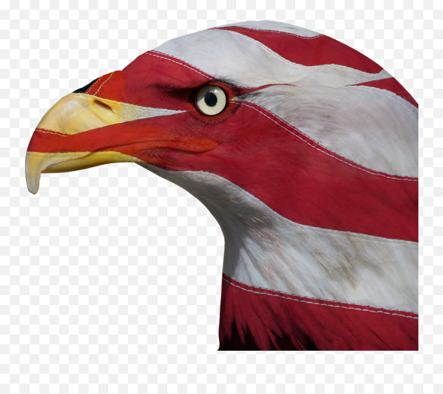 Usa United States Freedom Bald - Freedom Eagle Png Emoji,Emoji Scotland Flag