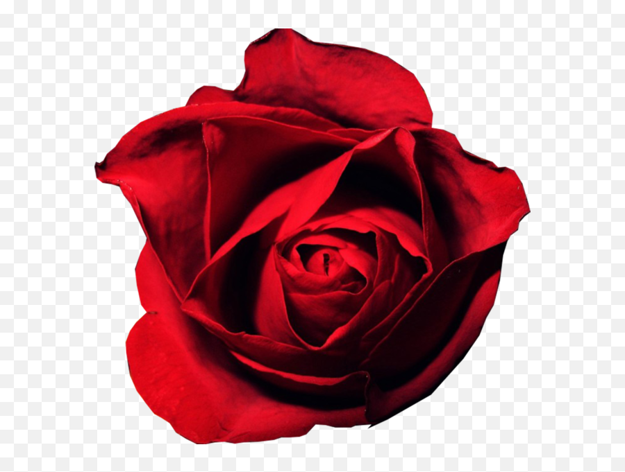 Red Rose Psd Official Psds - Rosa En El Suelo Emoji,Red Rose Emoji