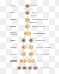 SCIENCE - MSasha Meiosis Chain Emoji