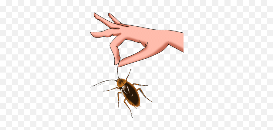 Roach Drawing Simple Picture - Animated Gif Pest Control Gif Emoji,Cockroach Emoji