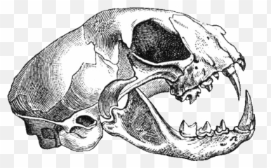 Felis Catus - Animal Skull Drawing Transparent Emoji,Turtle Skull Emoji
