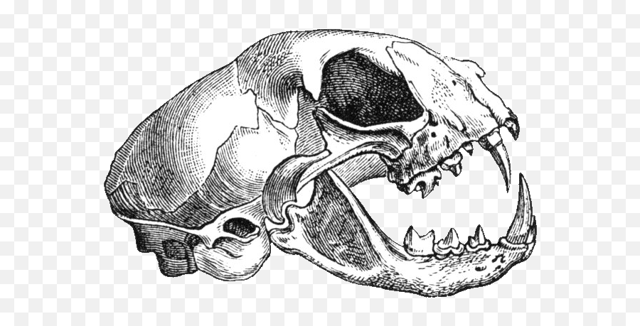 Felis Catus - Animal Skull Drawing Transparent Emoji,Turtle Skull Emoji