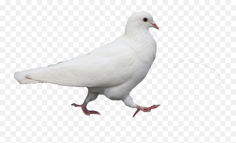 White Pigeon Bird Pngs Png Cute Trendy Aesthetic Pretty - White Pigeon Png Emoji,Pigeon Emoji
