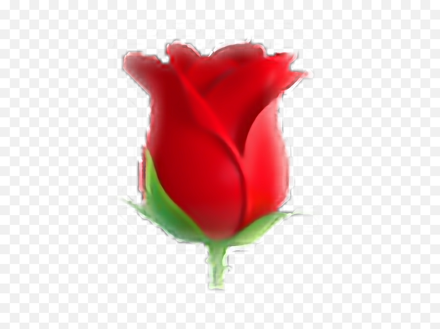 My Buatiful Rose Rose Buatiful Emoji Emotions - Tulip,France Emoji