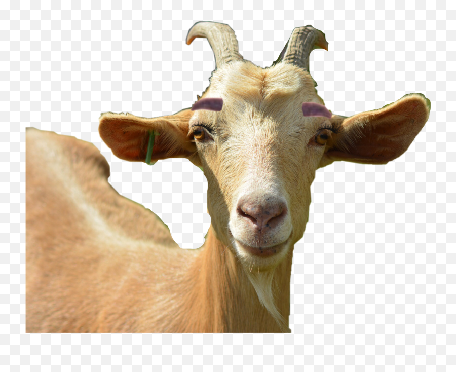 Goat Sticker By 2667009 - Goat Emoji,Goat Emoji