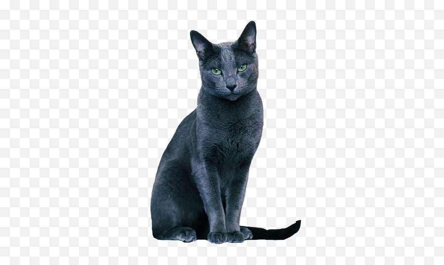 Cat Russianblue Grey Blue Kitten - Egyptian Cat Price In India Emoji,Grey Cat Emoji